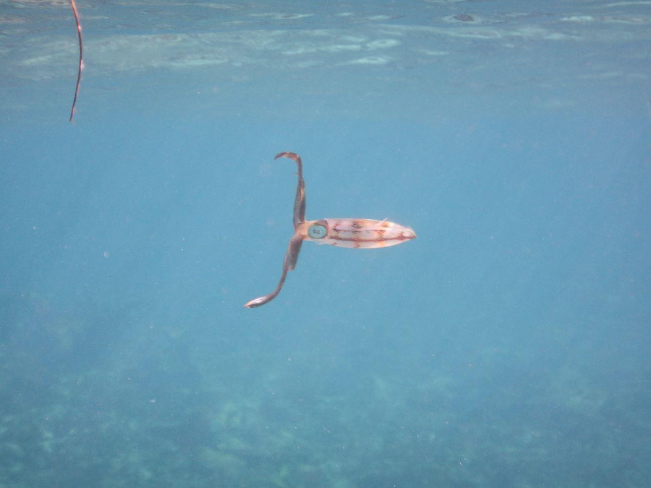 Reef Squid - Memories Jibacoa, Cuba