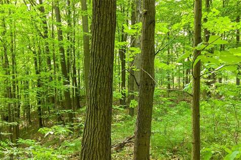 The property has approx 60 acres of mature forested ravines. Woods are harvested as managed woodlot and are home to myriad numbers of game, wildlife and other life forms.