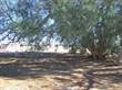 Lots and Land for Sale in Lomas Campestres, Puerto Penasco/Rocky Point, Sonora $175,000