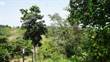 Lots and Land for Sale in Bo. Cruces, Aguada, Puerto Rico $125,000