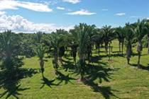 Lots and Land for Sale in San Pedro Colombia, Toledo $205,000
