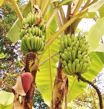 Bananas grown on property