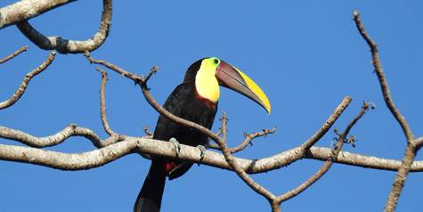 One Tucan