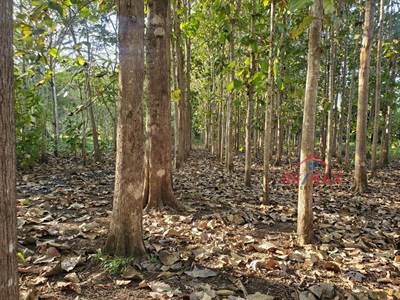 # 4079 - 75 Acre HARDWOOD PLANTATION / TREE FARM For Sale with BEAUTIFUL River Frontage