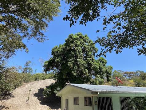 Large producing mango tree located next to the house