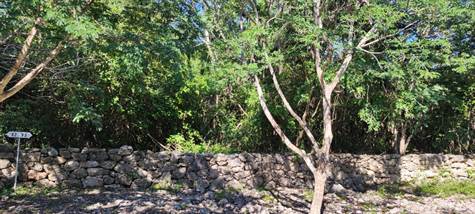 LAND FOR SALE IN YUCATAN