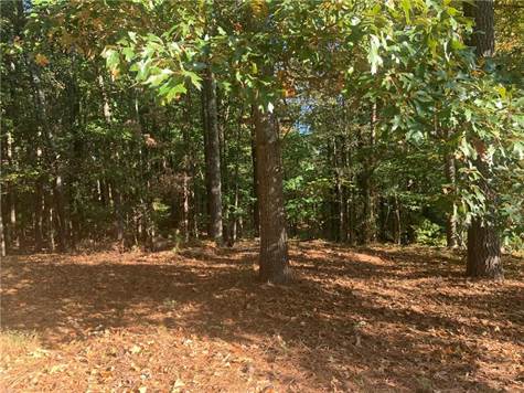Wooded Portion of Lot