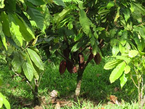 Producing Cacao