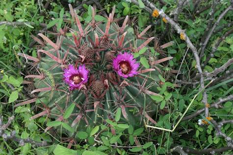 Barrel cactus with flowers