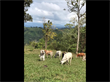 Farms and Acreages for Sale in Tres Rios, Puntarenas $489,900
