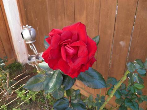 Several lovely Rose bushes on property