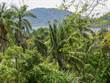 Lots and Land for Sale in Golfito, Puntarenas $235,000
