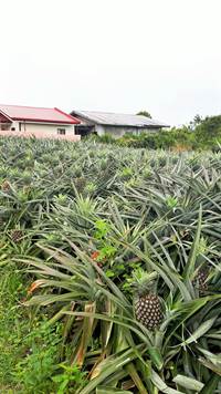 Next to a pineapple plantation