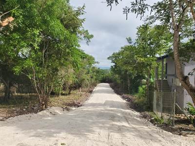 #4047 - Jungle Lots Ready to Build On in San Ignacio 