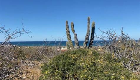 Gorgeous Cactus to adorn you Baja dream.