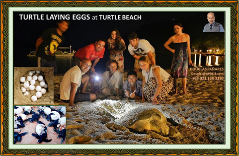9. Turtle laying eggs