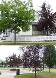 Homes Sold in Terwillegar Towne, Edmonton, Alberta $389,900