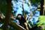 Juvenile howler monkey hidden in trees Playa Hermosa Costa Rica