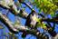 Broad winged hawk perched in tree Playa Hermosa Costa Rica