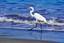 Egret on Playa Hermosa Costa Rica