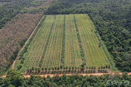 Farm And Agriculture for sale in Small Coconut and Plantain Farm| Farm in Belize, Silk Grass, Stann Creek