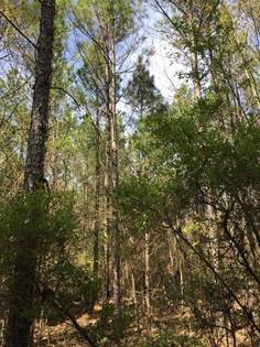 Lots And Land for sale in Scotland Road, Winona, MS, 38967