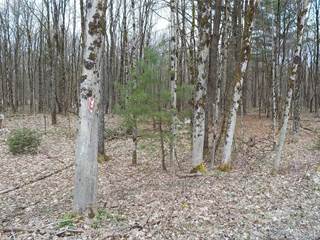 Lot 41 Brownell Drive, Williamstown, NY, 13302