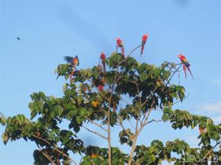 Moonbay Lot Macaw, Tarcoles, Puntarenas