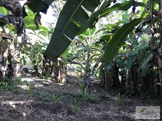 Belize Tropical Fruit Farm with Home on 70 Acres, Belmopan, Cayo
