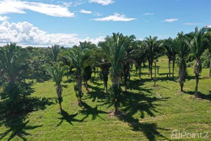 Lots And Land for sale in Toledo, San Pedro Colombia, Toledo