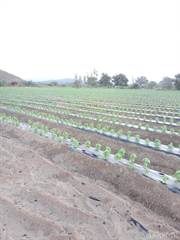 Parcel #116 8017.75 Mts 1.98 Acres Farming Land, El Pescadero, Baja California Sur