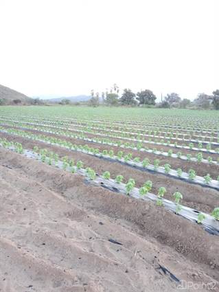 Parcel #116 8017.75 Mts 1.98 Acres Farming Land, Baja California Sur - photo 3 of 6