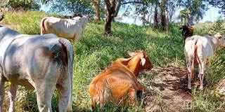 Las Tres Marias Cattle Ranch in Orotina, Orotina, Alajuela