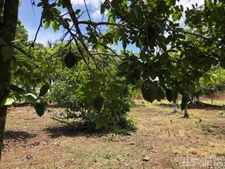 Farm And Agriculture for sale in 15 Acres with Well and Fruit Trees, Cayo, Belize