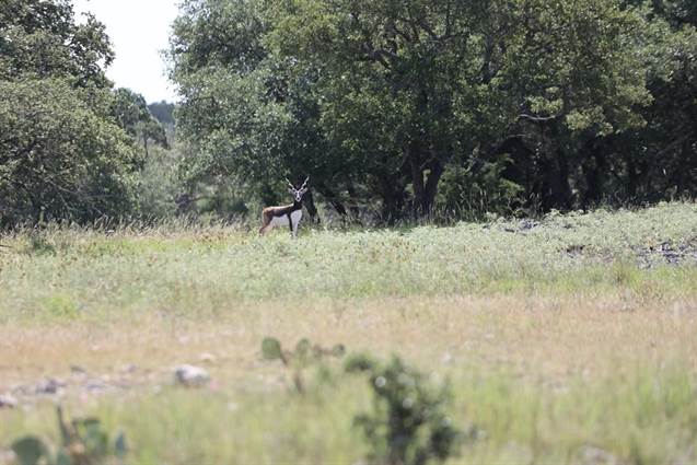 1260 Bobby Shelton Ranch Rd, Mountain Home, TX, 78058 — Point2