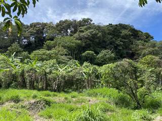Certified Organic Land for Sale in Palmira Arriba just $14m2, Boquete, Chiriquí