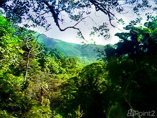 Cloud Forest Property Near La Amistad National Park in Panama, Boquete, Chiriquí
