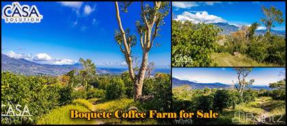 Boquete Coffee Farm for Sale on nearly 47 Acres in Panama –, Boquete, Chiriquí