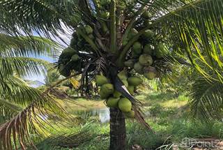 53 Acres with Bearing Fruit Trees| Cayo District, Belmopan, Cayo