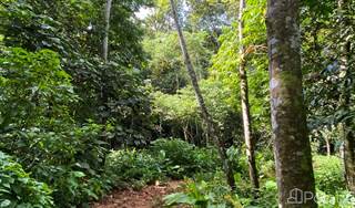 15 ACRES - Old Cocoa Farm With Valley Views, Lots Of Usable Land, Only 15 Minutes To The Beach!!!, Platanillo, Puntarenas