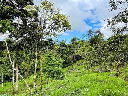 Diamante Valley Property with Mountain View, Creek, and Usable Land for Cultivation - 4.9 Acres, Tinamastes, Puntarenas