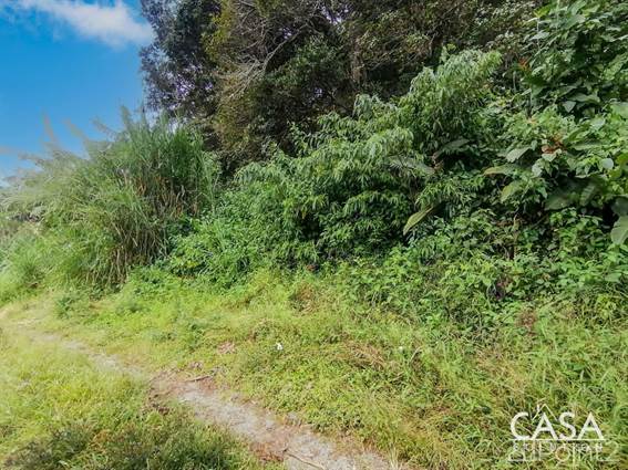 Land For Sale at Price Reduction! Lot Full Of Natural Beauty In Palmira ...