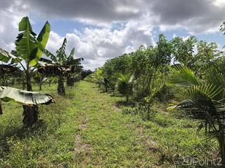 Small Coconut and Plantain Farm| Farm in Belize, Silk Grass, Stann Creek