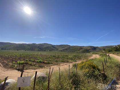 Winery Valle de Guadalupe, Ensenada, Baja California