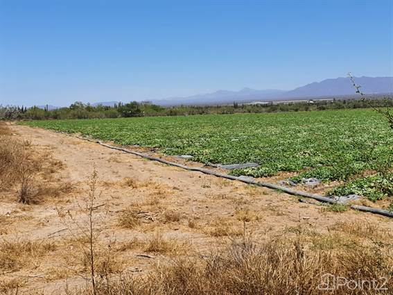 Rancho Cuero Colgado 58 Has / 143 Acres, Baja California Sur