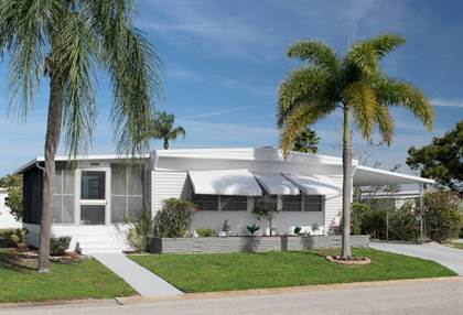 Royal Palm for Sale - Largo and St. Petersburg