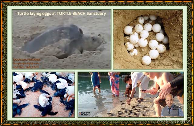 20. Turtle laying eggs