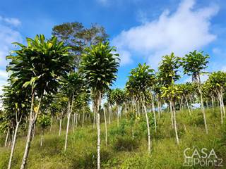 Coffee and Fruit Tree Farm with Fertile Land & River for Sale  in La Union, Rio Sereno, Highlands, Chiriquí