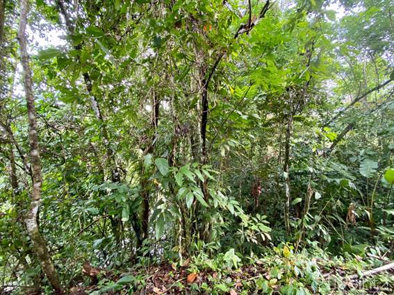 Eco Farm 15 Minutes From The Beach - 74 Acres, Dominical, Puntarenas ...