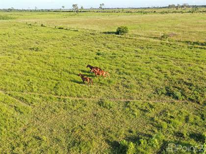 Farm And Agriculture for sale in 125 Acres Cattle Ranch in Northern Belize, Orange Walk, Orange Walk